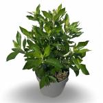 Clethra alnif. 'Hummingbird'