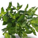 Clethra alnif. 'Hummingbird'