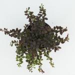 Berberis thunb. 'Atropurpurea Nana'