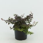 Berberis thunb. 'Atropurpurea Nana'