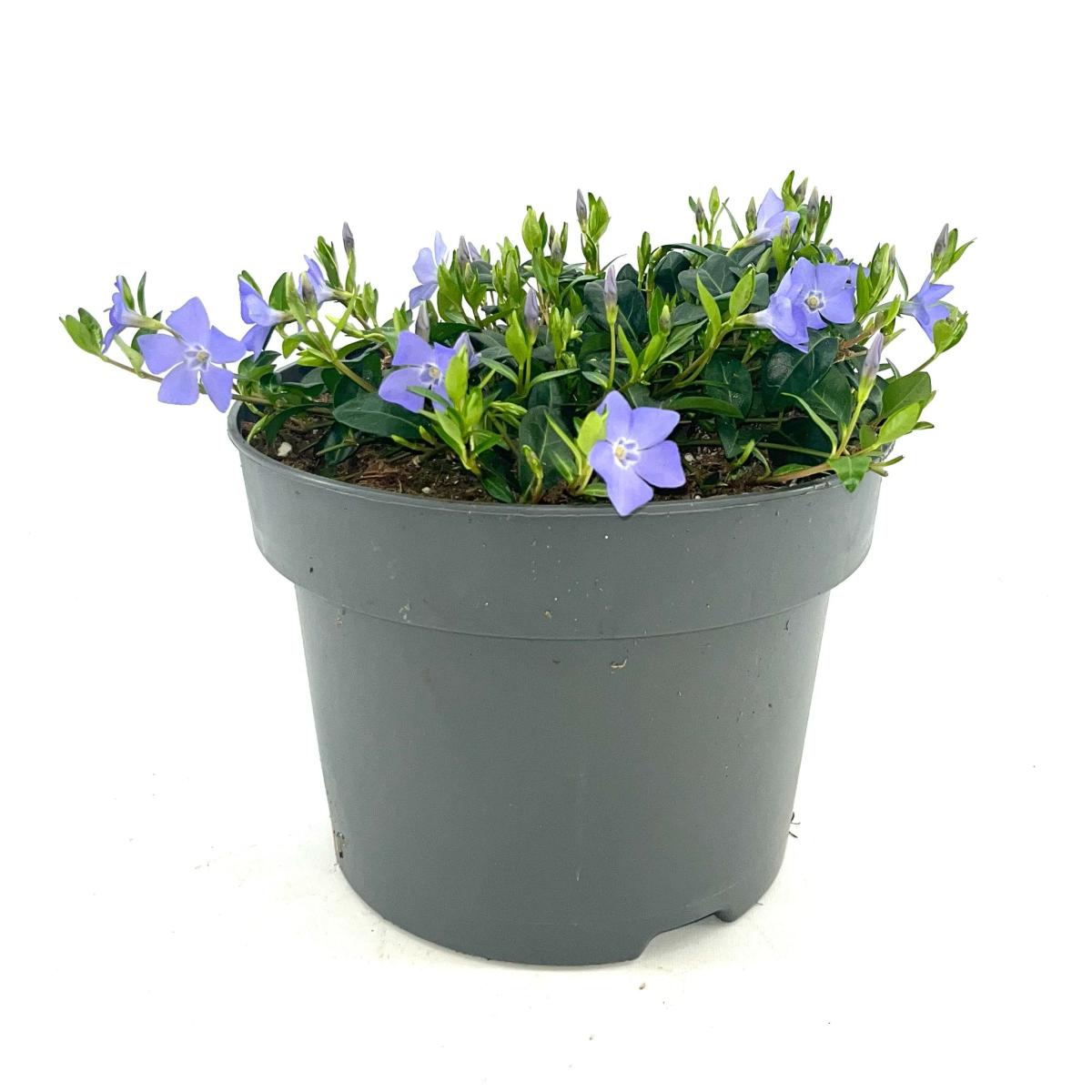 Vinca minor