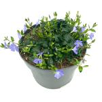 Vinca minor
