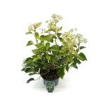 Hedera hel. 'Arborescens', leverbaar