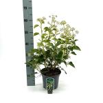 Hedera hel. 'Arborescens', leverbaar