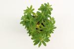 Euphorbia polychroma