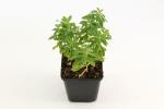 Euphorbia polychroma