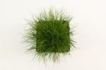 Festuca gautieri