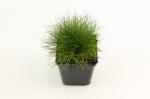 Festuca gautieri