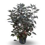 Cornus alba Nightfall