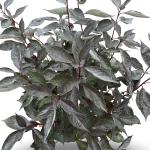 Cornus alba Nightfall