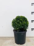 Taxus media 'Farmen'