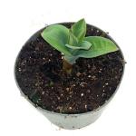 Allium 'Ostara'