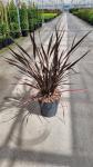 Phormium 'Platt's Black'