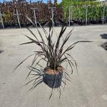 Phormium 'Platt's Black'