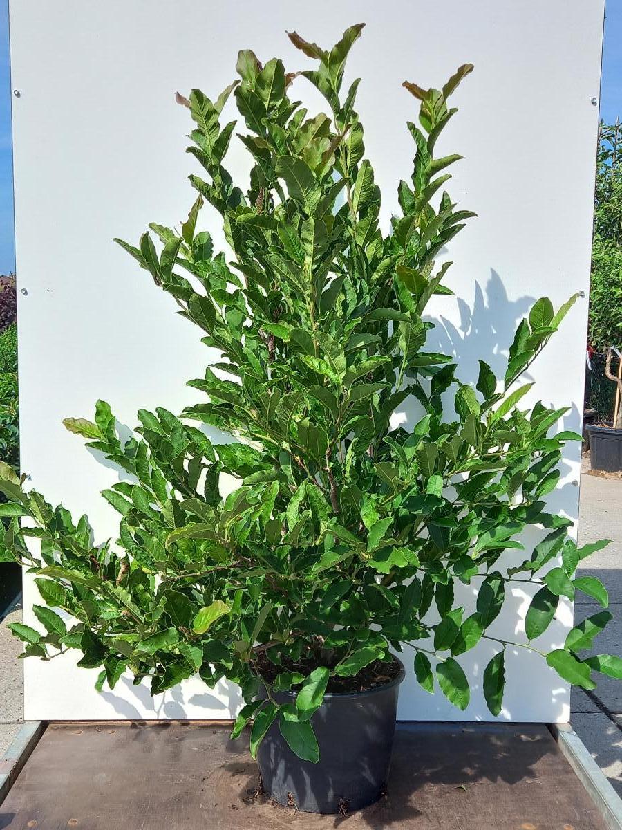 Magnolia stellata