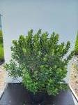 Myrica gale