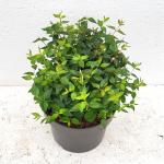 Abelia 'Edward Goucher', bol