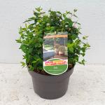Abelia 'Edward Goucher', bol