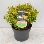 Abelia grandifl. 'Kaleidoscope', bol