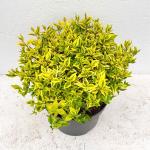 Abelia grandifl. 'Kaleidoscope', bol