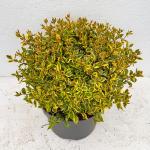 Abelia grandifl. Sunshine Daydream, bol