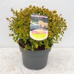 Abelia grandifl. Sunshine Daydream, bol