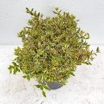 Abelia grandifl. Tricolor Charm, bol