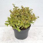 Abelia grandifl. Tricolor Charm, bol
