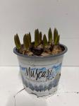 Muscari 'Mountain Lady'