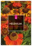 Helenium 'Sahin's Early Flowerer'
