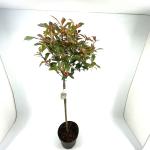 Photinia fraseri Carré Rouge, kroon
