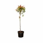 Photinia fraseri Carré Rouge, kroon