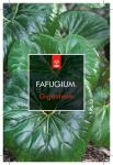 Farfugium japonicum giganteum