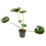 Farfugium japonicum giganteum
