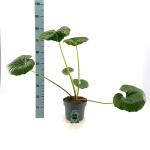 Farfugium japonicum giganteum
