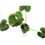 Farfugium japonicum giganteum