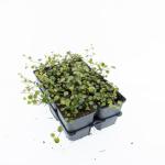 Muehlenbeckia complexa