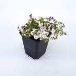 Gypsophila cerastioides