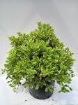 Pittosporum t. 'N. du Mont Ventoux'