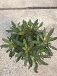 Euphorbia amygdal. 'Purpurea'