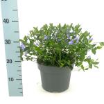 Vinca minor
