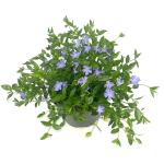 Vinca minor