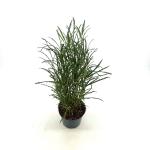 Frangula alnus Fine Line