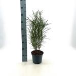Frangula alnus Fine Line