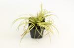 Carex oshim. 'Evergold'