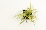 Carex oshim. 'Evergold'