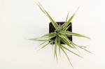 Phalaris arund. 'Picta'