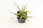 Phalaris arund. 'Picta'
