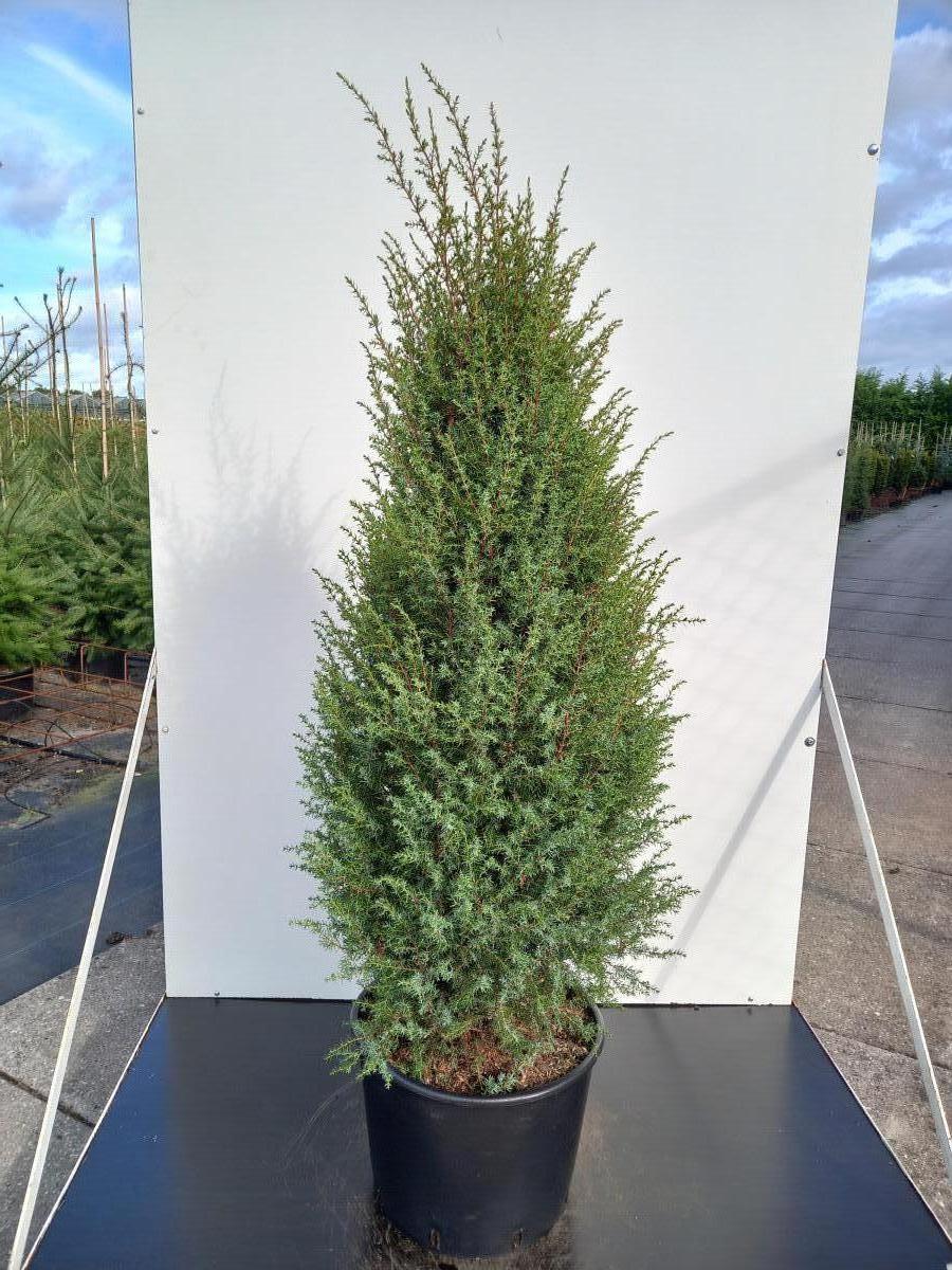 Juniperus comm. 'Hibernica'