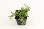 Gypsophila repens 'Alba'
